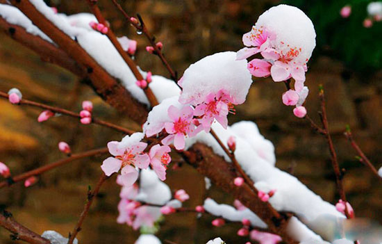 三峡富裕山：三月飘下桃花雪