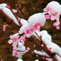 三峡富裕山：三月飘下桃花雪