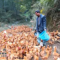 衡阳县九峰山下有个“鸡倌”