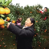 10年攻关研制科技融入甜橙培植带动农民增收致富