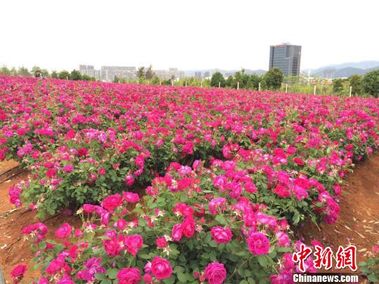 云南高校种植玫瑰既可观赏又可食用