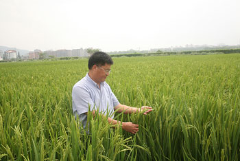 种稻求高产不及优质难