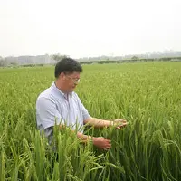 种稻求高产不及优质难