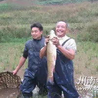 村民稻田养鱼增收致富有门道