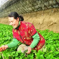 小草莓成为普安村农民的“致富果”