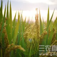 我国稻麦两熟地区水稻亩产再创新高