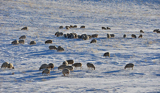 内蒙古局部雪灾农牧区羊群悲哀