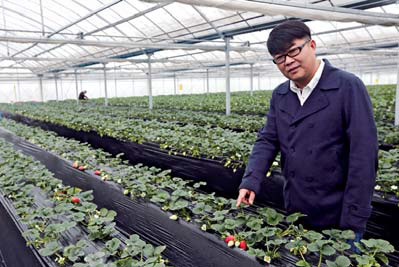 杭州阳田农业新型草莓高架无土栽培技术首现进化