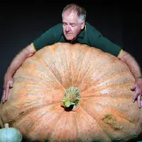 你没见过的巨型蔬菜