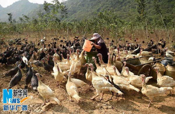 柳州：夫妇深山种养带农民谋求富裕路