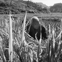 自然农法在德化优质稻米利润大