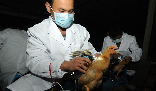 曝2013年中国整个养鸡行业巨亏1000亿