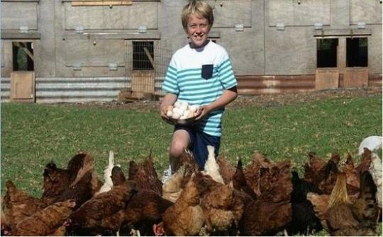 澳大利亚12岁少年开养鸡场月赚斗金