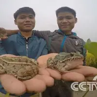 双胞胎兄弟养青蛙致富
