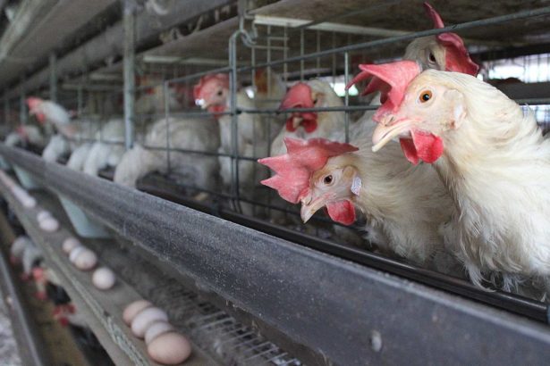 农委会坦承，马立克疫苗出包影响50万蛋鸡，蛋农：缺蛋因素如骨牌，马立克事件是开端