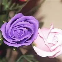 紫色玫瑰花语是什么 紫色玫瑰如何养殖