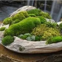 什么是苔藓盆景 苔藓盆景应该如何制作