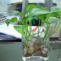 水培花卉养殖的方法 玻璃瓶花瓶最适合养什么植物