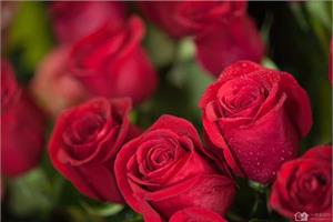 不同颜色的玫瑰花有着怎样的花语