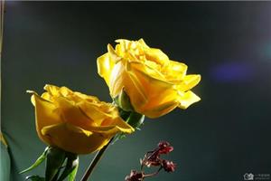 黄玫瑰花语很多 黄玫瑰花语有哪些