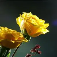 黄玫瑰花语很多 黄玫瑰花语有哪些