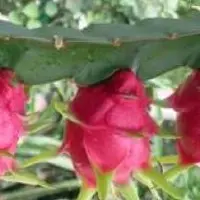 玫瑰花种植方法、花语及包装
