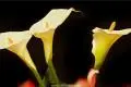 马蹄莲的花语是什么 马蹄莲送人代表什么