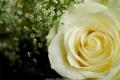 白玫瑰花语是什么 送白玫瑰代表什么