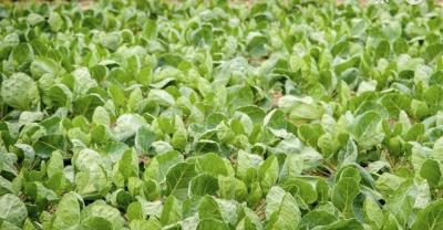 荷兰引进特种蔬菜布利塔茄子栽培管理