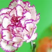 康乃馨有几种颜色 白粉红紫魅力非凡