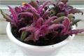 紫鹅绒的花语 紫鹅绒盆栽管理经验