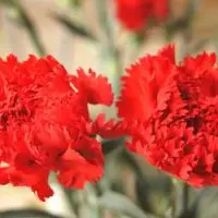红色康乃馨代表什么 康乃馨花语赏析