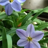 蓝花韭种植(心得版）