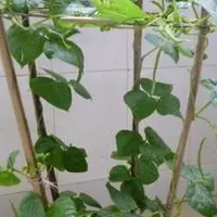 盆栽丝瓜有哪些种植方法 有哪些管理方法