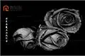 黑色玫瑰图片,黑色玫瑰图片寓意大全