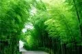 【竹子的特性】竹子的生物学特点及药用特点有哪些