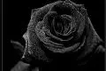 黑玫瑰的花语是什么 黑玫瑰代表什么