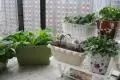 能够家庭种植的蔬菜种类 蔬菜怎么在居室种植