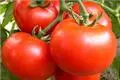 吃番茄减肥么