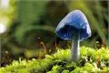 奇妙的天蓝蘑菇 怎么区别有毒蘑菇和无毒蘑菇