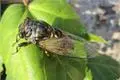 蚱蝉对植物的危害及蚱蝉虫害的防治方法