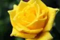 黄玫瑰代表什么意思 黄玫瑰代表什么寓意