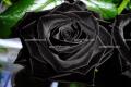黑玫瑰花语大全,送黑色玫瑰花的寓意