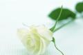 【白玫瑰】白玫瑰代表什么寓意