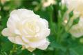 【白玫瑰花语】白玫瑰的花语介绍