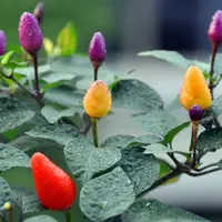 五彩椒的种植技术