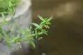 半枝莲和白花蛇舌草的区别 半枝莲和白花蛇舌草的特点