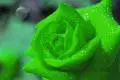 绿玫瑰花语是什么