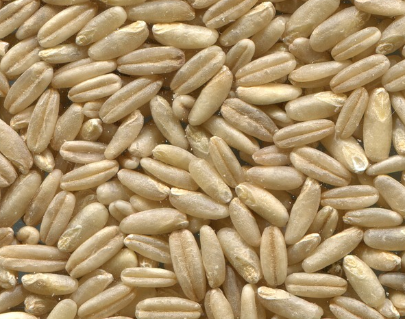 “植物黄金”燕麦种植方法介绍！