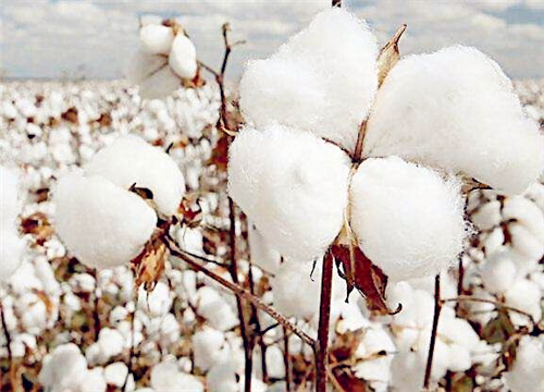 2019年棉花补贴最新消息！种植棉花还有补贴拿吗？